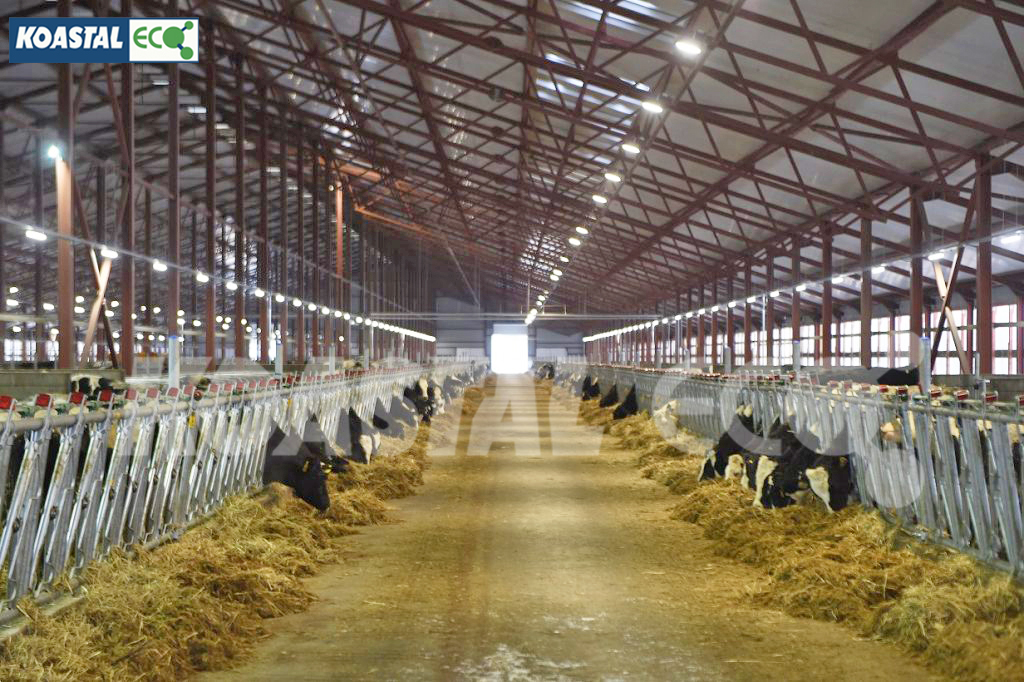 Koastal Eco Group won the contract for TH Thanh Hoa dairy farm wastewater treatment system – Capacity: 5,000 cows
